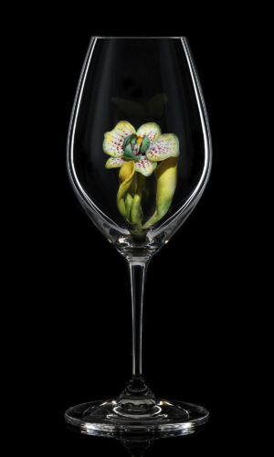 Champagne Riedel glass Cattleya Orchid 01