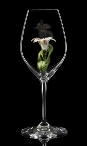 Champagne Riedel glass Lily 01