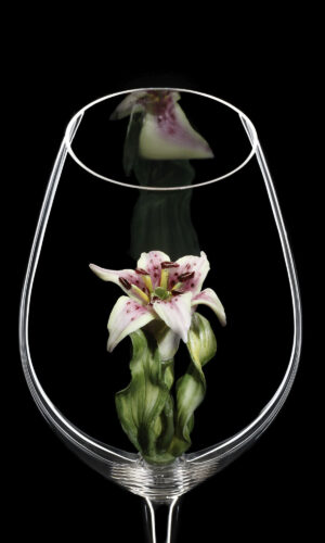 Champagne Riedel glass Lily 02